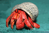 ***PRE-ORDER FOR EARLY SUMMER*** Strawberry Hermit Crab (Coenobita prelates)