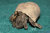 ***PRE-ORDER FOR EARLY SUMMER*** Ruggie Hermit Crab  (Coenobita rugosus)