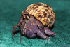 ***PRE-ORDER FOR EARLY SUMMER*** "Blueberry" Hermit Crab (Coenobita Purpureus)